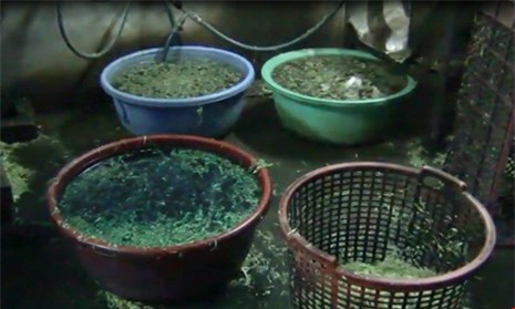 Đồng Nai: Rau muống ngâm hóa chất bán cho nhà hàng