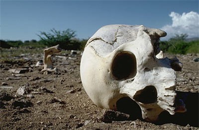 Hoảng hốt phát hiện sọ người trôi trên biển ở Bình Thuận