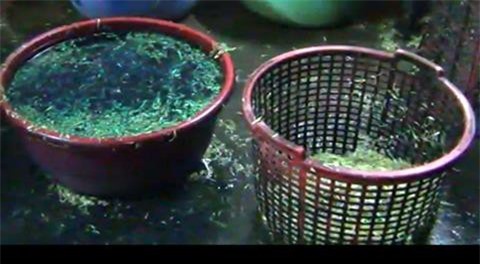 Phát hiện cơ sở ngâm rau muống bằng hóa chất "lạ"