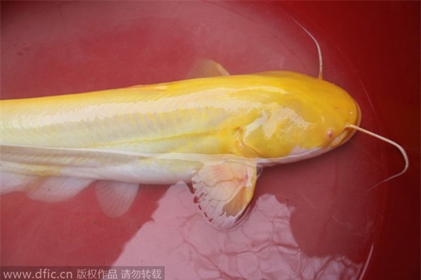 Cá trê vàng hiếm thấy xuất hiện ở Nghệ An