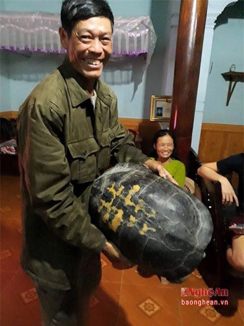 Nghệ An: Cụ rùa 16kg lại lạc vào nhà dân