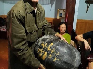 Nghệ An: Cụ rùa 16kg lại lạc vào nhà dân