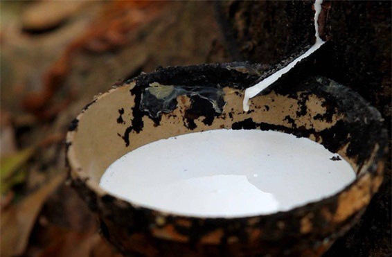 Sàn UPCoM đón thêm tân binh ngành Cao su