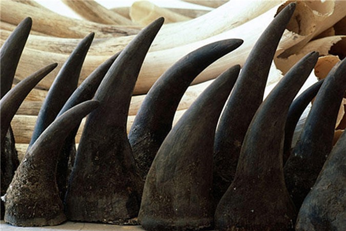 Ngày 12/11, tiêu hủy 2 tấn ngà voi và 70kg sừng tê giác lậu