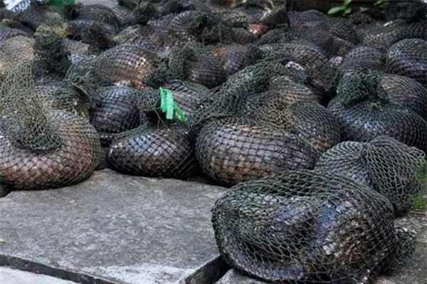 Khởi tố vụ xe tải vận chuyển gần 1 tấn tê tê trái phép