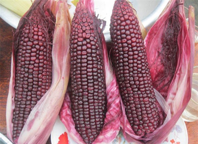 Công dụng chữa bệnh bất ngờ của ngô nếp tím