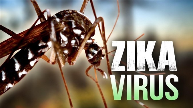 Đã tìm ra cách điều trị Zika trên người
