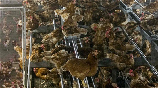 Dịch cúm gia cầm bất ngờ bùng phát tại 6 nước châu Âu
