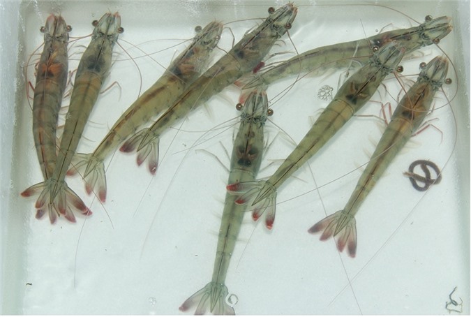 Nguy cơ phát tán tôm giống kém chất lượng