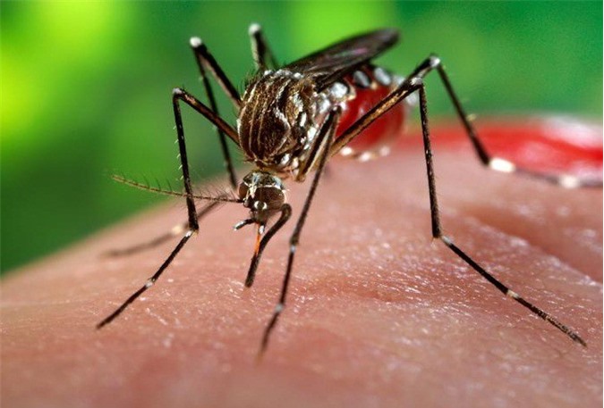 Tin mới nhất về dịch bệnh vius Zika ở TP. HCM