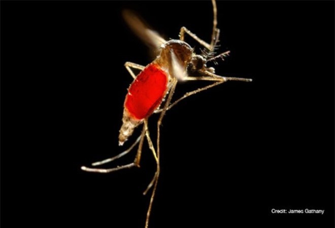 Tin mới về dịch virus Zika: 35 ca nhiễm ở Sài Gòn