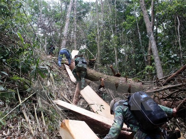 Vụ phá rừng pơ mu ở Quảng Nam: Kỷ luật nhiều cán bộ 