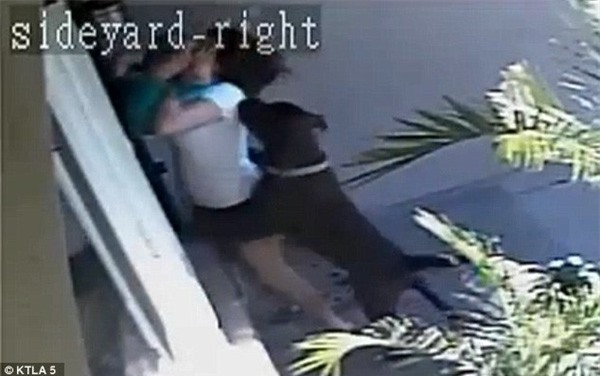 Cảm động mẹ lấy thân mình che cho con trai bị chó dữ cắn xé