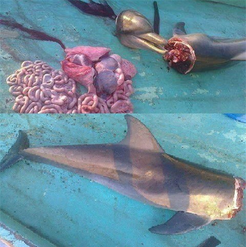 Vụ sát hại cá heo ở Phú Quốc: Đã tìm được hung thủ