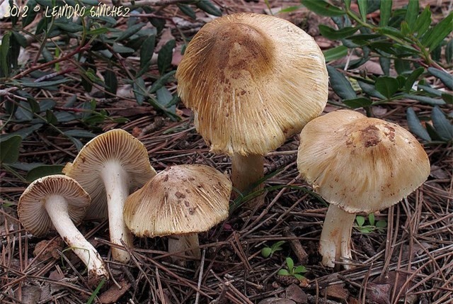 Ăn nấm lạ, 7 người trong gia đình nhập viện