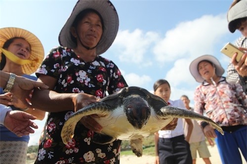 Đồi mồi biển quý hiếm có trong danh sách đỏ mắc lưới ngư dân Quảng Nam
