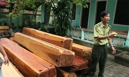 Xe chở lậu gỗ Dạ Chồn "ngụy trang" dưới bao tải lon bia