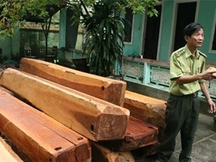 Xe chở lậu gỗ Dạ Chồn "ngụy trang" dưới bao tải lon bia