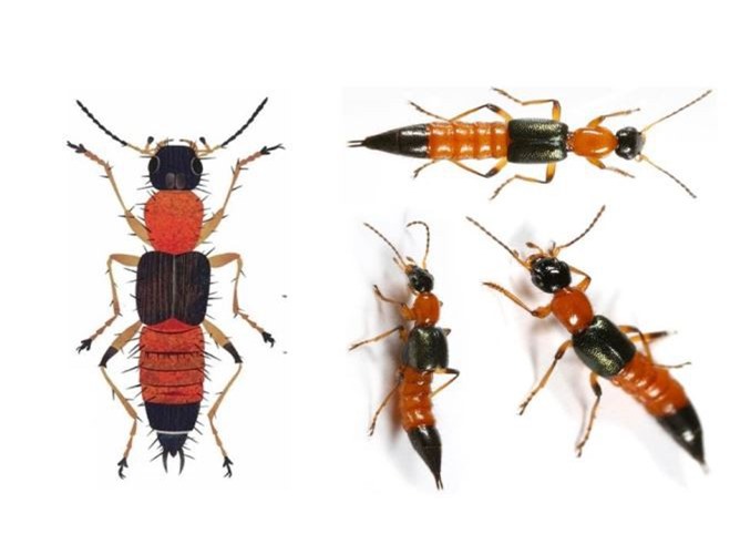 Bộ Y tế cảnh báo kiến ba khoang hoành hành