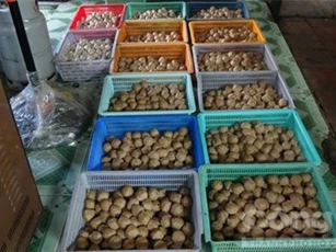 Kinh hoàng công nghệ chế biến bò viên từ thịt thối