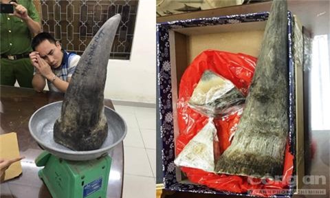 Sừng tê giác "khủng" giá 4 tỷ đồng ở sân bay Tân Sơn Nhất