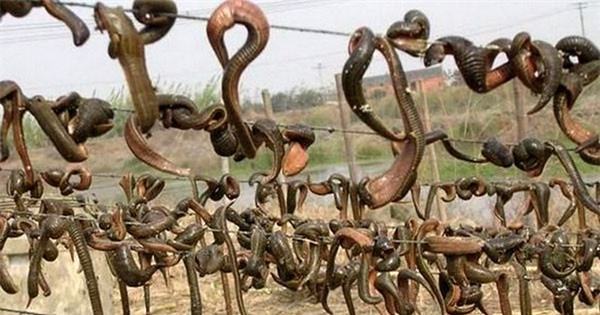 Xuất hiện đỉa khô nhập lậu tại Quảng Ninh