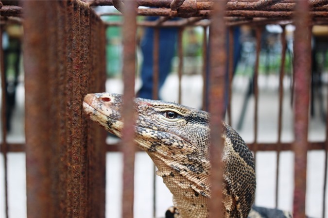 Lập chuyên án triệt phá các đường dây mua, bán động vật hoang dã