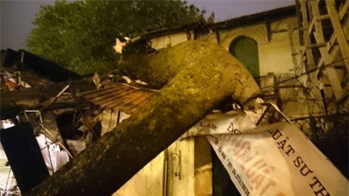 Trong đêm gió rét, một cửa hàng bị cây cổ thụ đè nát