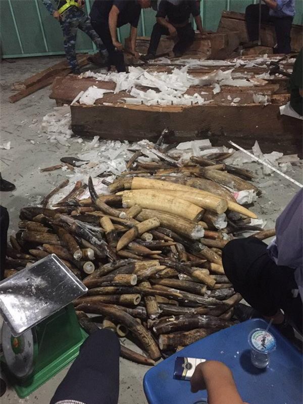 Lại phát hiện hơn 600kg ngà voi nhập lậu giấu trong gỗ