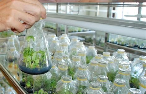 Nâng cao NSCL nhờ ứng dụng công nghệ sinh học