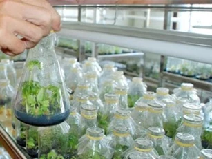 Nâng cao NSCL nhờ ứng dụng công nghệ sinh học