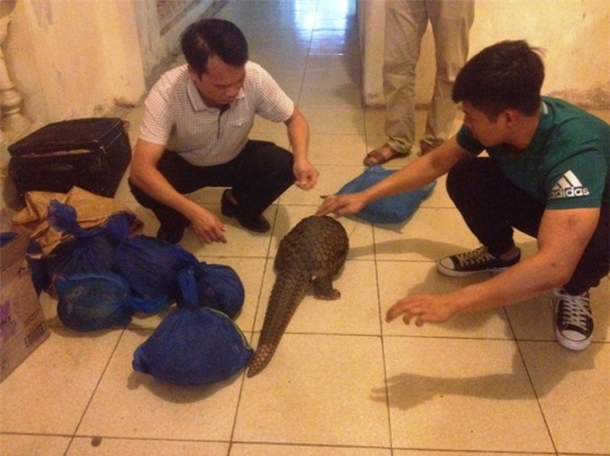 "Nữ quái" táo tợn vận chuyển trái phép 7 cá thể tê tê sống