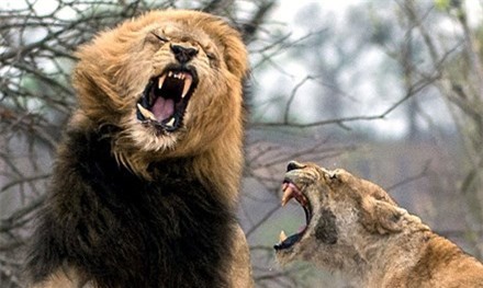 Mon men gần đàn con, "chúa sơn lâm" bị tát rụng răng