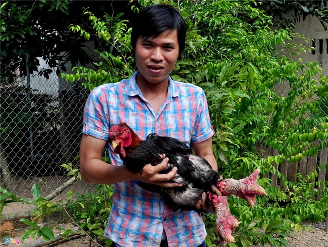 Chàng kỹ sư bỏ việc về nuôi công, chim trĩ kiếm hàng trăm triệu/năm