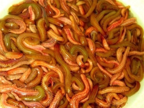 Đặc sản rươi và những điều cần lưu ý