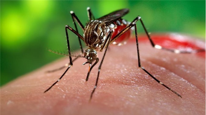 80% trường hợp nhiễm Zika đều không có triệu chứng mắc bệnh