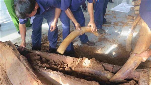 Lại phát hiện 200 kg ngà voi giấu tinh vi cập cảng ở Sài Gòn