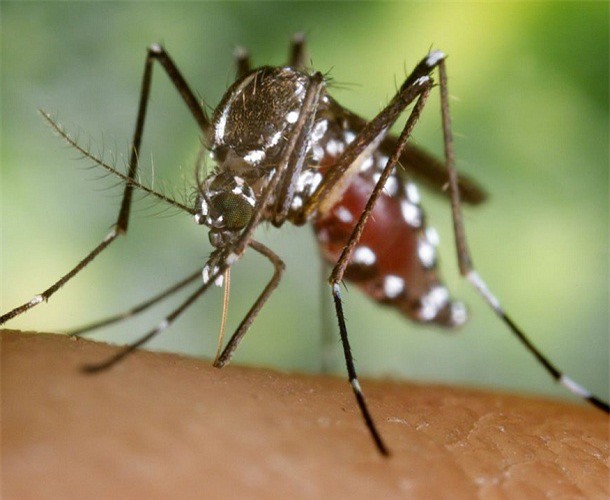 Tại TP. HCM đã có 83 ca nhiễm virus Zika