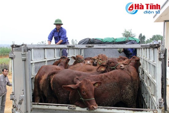 MC Phan Anh trao bò cho dân nghèo vùng lũ