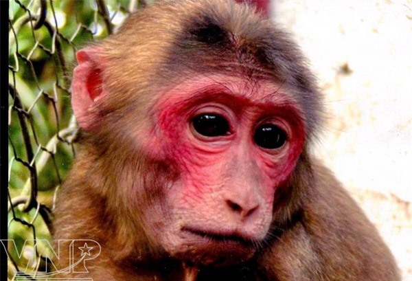 Bắt giữ vụ vận chuyển 7 cá thể khỉ mặt đỏ và xương động vật hoang dã