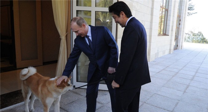 Nhật Bản muốn tặng chó quý cho Tổng thống Putin