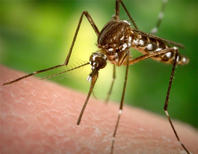 Đã có 94 ca nhiễm Virus Zika tại TP. HCM