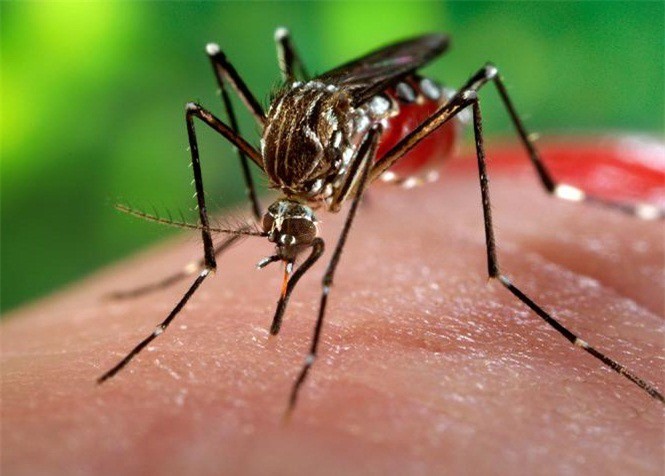 Đồng Nai họp khẩn chống dịch virus Zika
