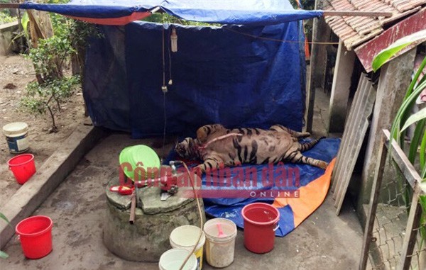 Khởi tố 4 đối tượng mua hổ sống giá một tỷ về cắt tiết, nấu cao