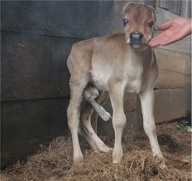 Chuyện lạ có thật: Con bê có 7 chân, 2 bộ phận sinh dục