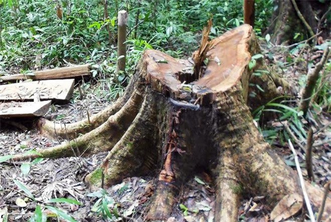 Khởi tố 9 bị can đốn hạ trái phép 13 cây gỗ dổi cổ thụ