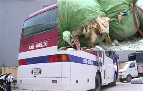 Bắt giữ hơn 1 tấn da heo, tóp mỡ bốc mùi hôi thối