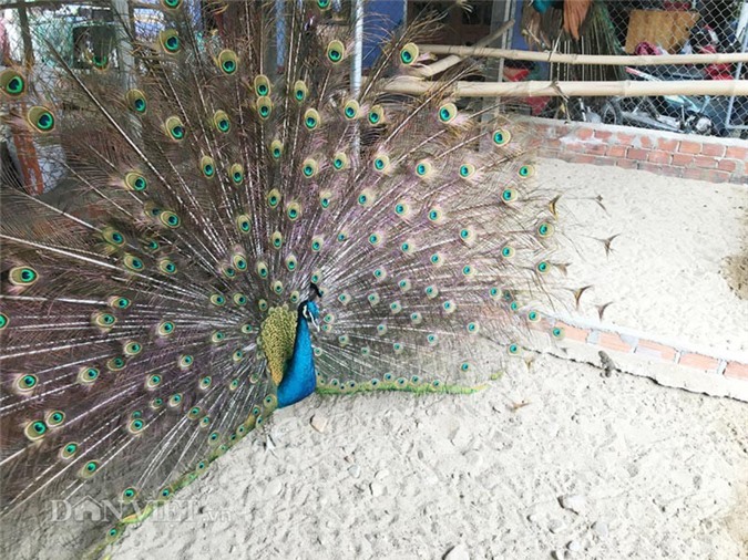 Giá trên trời, đại gia vẫn tìm mua chim Công chơi tết