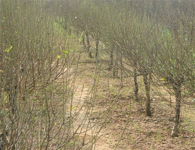 Đào Nhật Tân nở hoa chậm, chủ vườn "mất ăn mất ngủ"