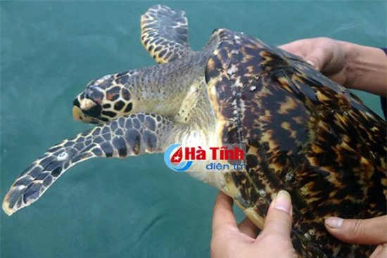 Đồi mồi quý hiếm được thả về với biển